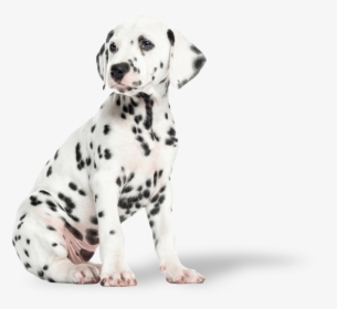 Dalmatian Puppy, Hd Png Download - Cuccioli Di Dalmata, Transparent Png, Transparent PNG