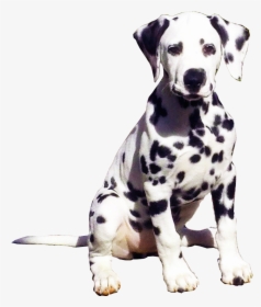 Dalmatian Puppy Png, Transparent Png, Transparent PNG