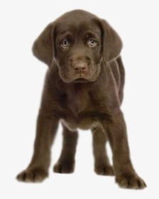 Puppy Transparent Png - Chocolate Lab Puppy Png, Png Download, Transparent PNG