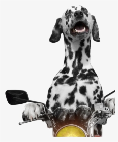 Transparent Dalmation Png - Motorcycle With Dog Cat, Png Download, Transparent PNG