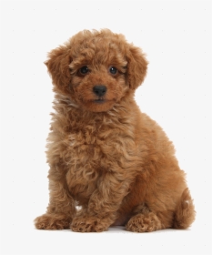 Cute Puppies Png Free Download - Transparent Toy Poodle Png, Png Download, Transparent PNG