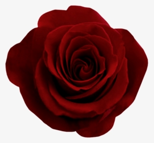 Rose Png Flower Transparent - Dark Red Rose Png, Png Download, Transparent PNG