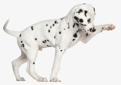 Dalmation Pup Play700png - Dog Treat Dispenser With Button, Transparent Png, Transparent PNG