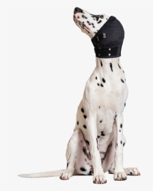 Breed,non-sporting Group,carnivore,great Dane,sporting - Medical Pet Shirt Head Cover, HD Png Download, Transparent PNG