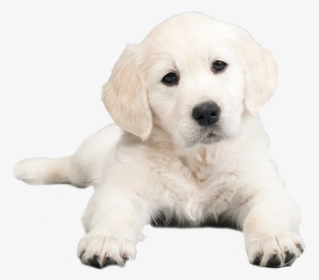 Puppy, HD Png Download, Transparent PNG