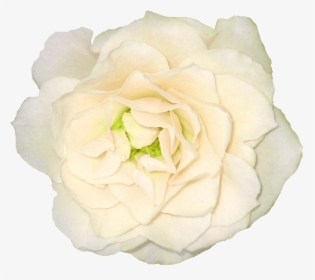 White Rose Png Clipart Background - White Ivory Flowers Png, Transparent Png, Transparent PNG