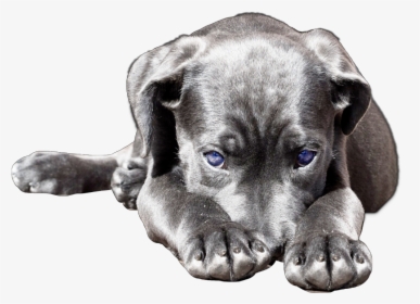 Dog Cute Puppy Lab Labrador Labradorretriever - Labrador Retriever, HD Png Download, Transparent PNG