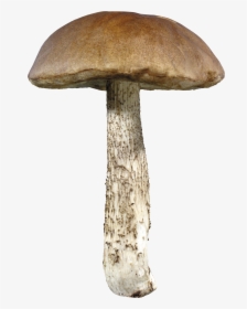 Mushroom Png Image - Mushroom Transparent Background, Png Download, Transparent PNG