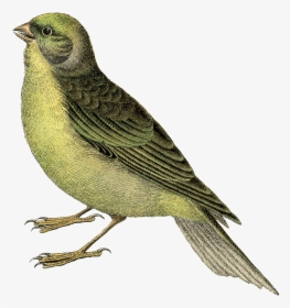 Fairy Bird Transparent Png - Vintage Bird, Png Download, Transparent PNG