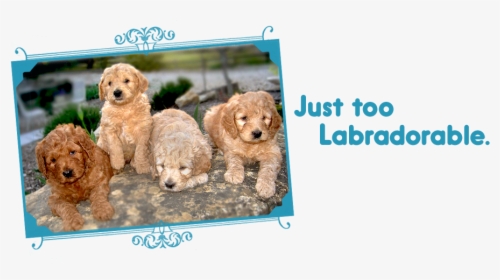 Just Too Labradorable / Labradoodle Puppies On Loveable - Goldendoodle, HD Png Download, Transparent PNG