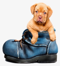 Cute Puppy In A Boot - Wear Blue For Men's Health 2019, HD Png Download, Transparent PNG