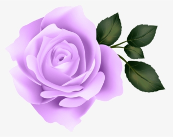 Purple Rose Png - Purple Rose No Background, Transparent Png, Transparent PNG