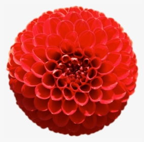 Red Pompom Chrysanthemum - Geometria En La Naturaleza, HD Png Download, Transparent PNG
