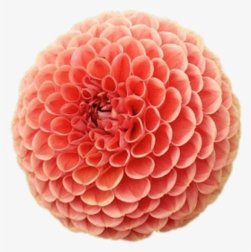 Pompom Chrysanthemum - Chrysanthemums Pompom, HD Png Download, Transparent PNG