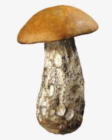 Forest Mushrooms Png, Transparent Png, Transparent PNG