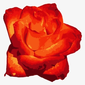 Red Rose - Rose, HD Png Download, Transparent PNG