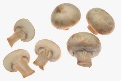 White Mushrooms Png Image - Mushroom Png, Transparent Png, Transparent PNG