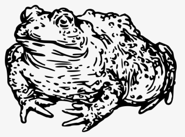 Warty Toad Clip Arts - Toad Head Clipart Black And White, HD Png Download, Transparent PNG