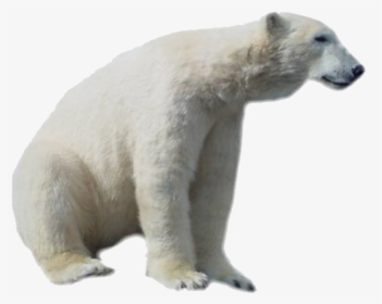 Polar Bear Png Hd - Transparent Polar Bear Png, Png Download, Transparent PNG