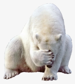 Polar White Bear Png - Polar Bear Png, Transparent Png, Transparent PNG