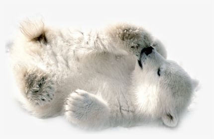 Polar Bear Png Transparent Image - Baby Polar Bear Wallpaper Hd, Png Download, Transparent PNG