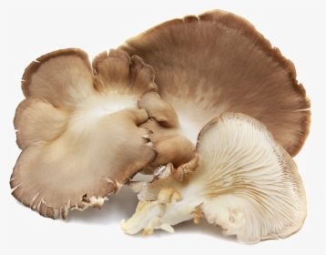 Edible Mushroom Png Image Background - Oyster Mushrooms In Spanish, Transparent Png, Transparent PNG
