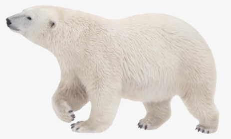 Polar White Bear Png - Polar Bear No Background, Transparent Png, Transparent PNG
