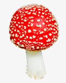 Agaric,mushroom,fungus - Mushroom Png Transparent, Png Download, Transparent PNG