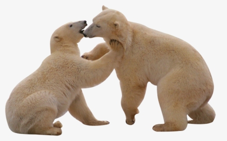 Polar White Bear Png - Polar Bear Png Gif, Transparent Png, Transparent PNG