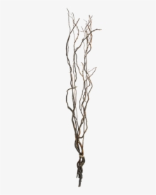 Curly Willow Branches Transparent, HD Png Download, Transparent PNG