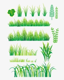 Grass Plant Vector, HD Png Download, Transparent PNG