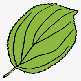 Transparent Leaf Clip Art - Apple Tree Leaf Clipart, HD Png Download, Transparent PNG