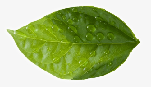 Leaf - Green Leaves, HD Png Download, Transparent PNG