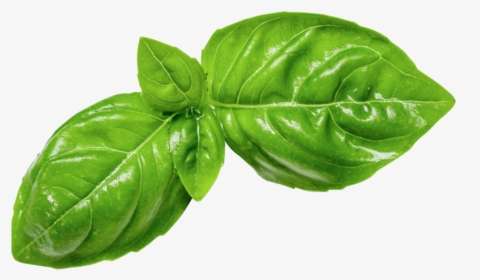 Fresh Basil Leaf Png, Transparent Png, Transparent PNG