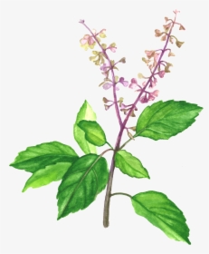 Holy Basil - Holy Basil In Drawing, HD Png Download, Transparent PNG