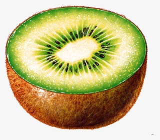 Kiwi Fruit Background Pictures Transparent - Kiwi Cut In Half, HD Png Download, Transparent PNG