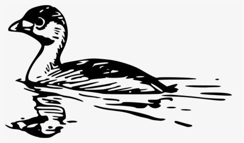 Pied Billed Grebe Drawing, HD Png Download, Transparent PNG