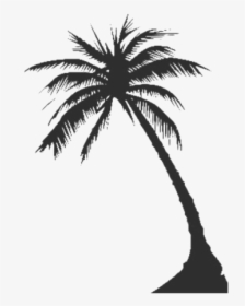 Long Coconut Tree Png Clipart - Coconut Tree Vector Png, Transparent Png, Transparent PNG