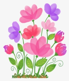 Primula, HD Png Download, Transparent PNG