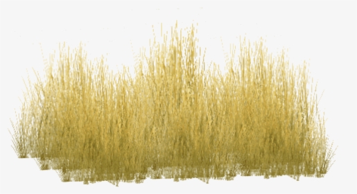 Free Png Download Yellow Grass Png Images Background - Yellow Long Grass Png, Transparent Png, Transparent PNG