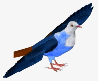 Mauritius Blue Pigeon , Png Download - Rock Dove, Transparent Png, Transparent PNG