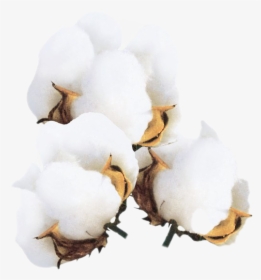 Cotton Flower Png, Transparent Png, Transparent PNG