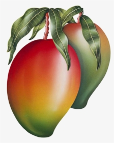 Mango Png Image & Mango Clipart - Mango Painting, Transparent Png, Transparent PNG