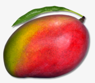 Mango Png Free Download , Png Download - Mango With Transparent Background, Png Download, Transparent PNG