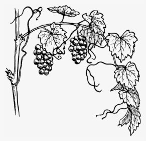Grapes Tree Drawing, HD Png Download, Transparent PNG