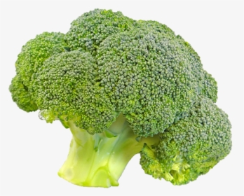 Broccoli Vegetable Wallpaper - Broccoli Transparent Background, HD Png Download, Transparent PNG