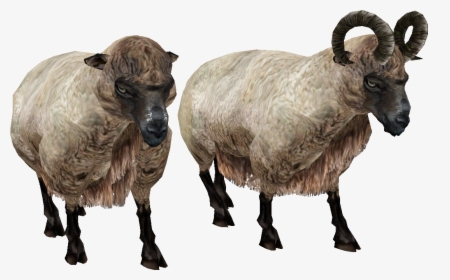Sheep Png Image - Horned Sheep Png, Transparent Png, Transparent PNG