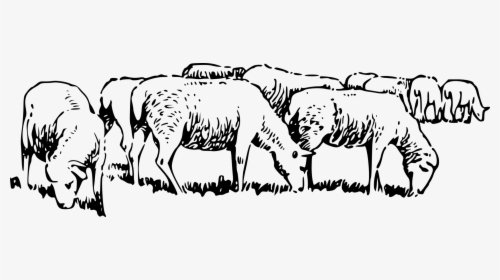 Art,livestock,monochrome Photography - Black And White Sheep Clip Art, HD Png Download, Transparent PNG