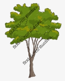 Sketchy Trees Png Clip Art Free Download - Mossy Cup Oak, Transparent Png, Transparent PNG