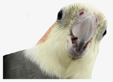Download Parrot Png Transparent Images Transparent - Nimfa Png, Png Download, Transparent PNG